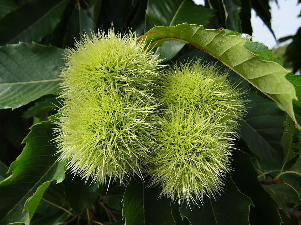 Autumn chestnut tree prickly