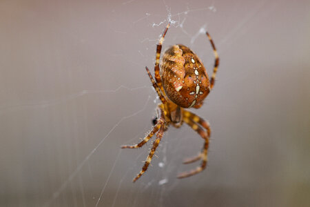 Spider Web photo