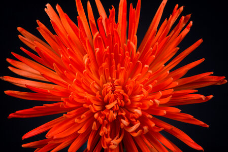 Orange Flower