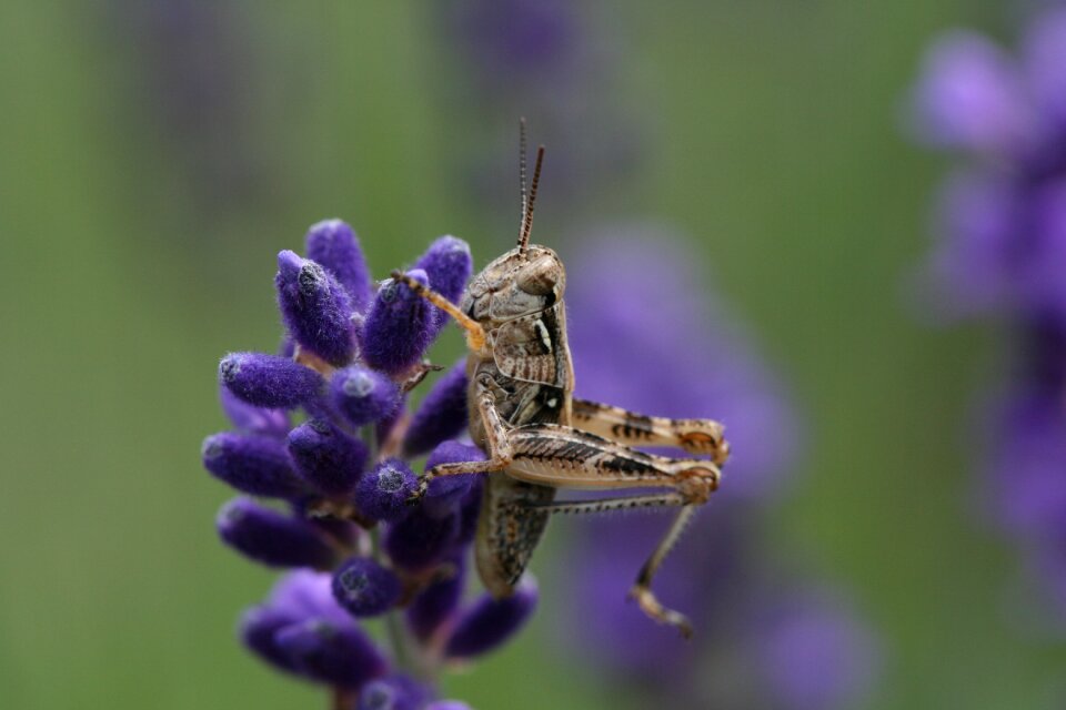 Grasshopper Insect