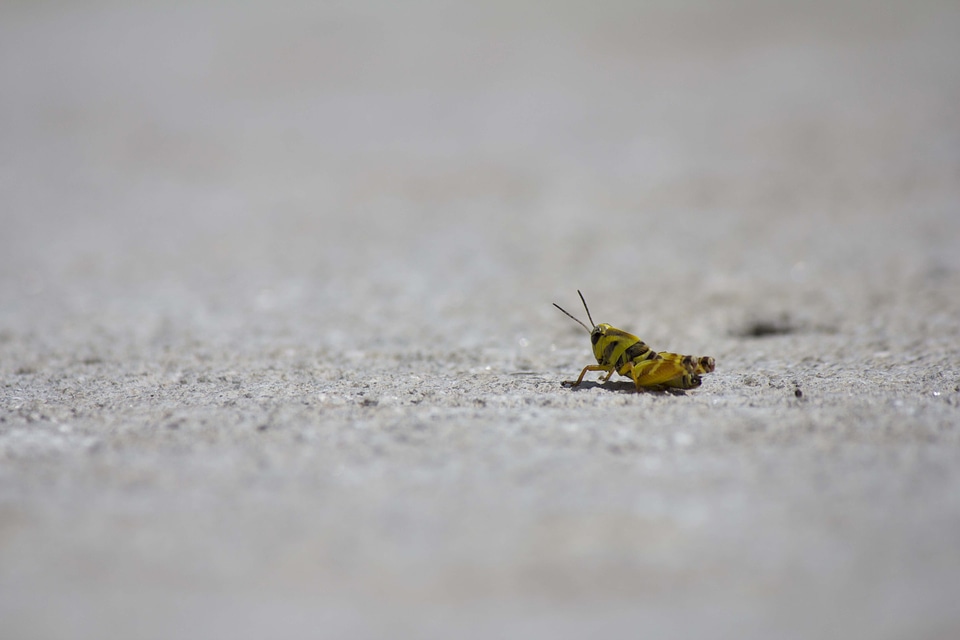 Chapulin insect animal