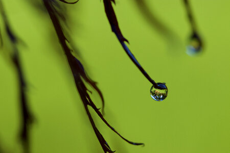 Dew Drops photo