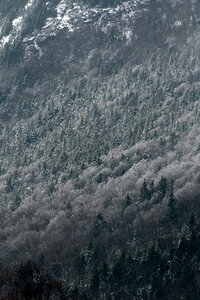 Snow Forest photo