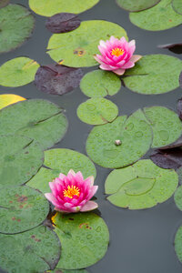 Water Lotus photo