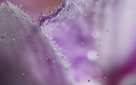 Abstract Flower