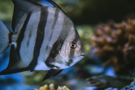 Tropical Fish photo