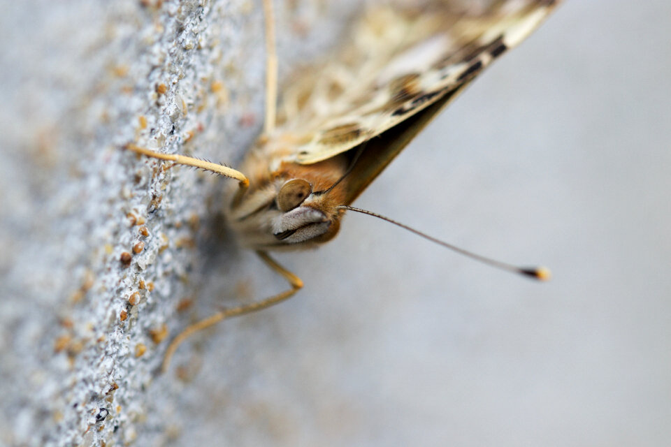 Macro Butterfly photo