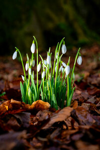 Plant Growth photo