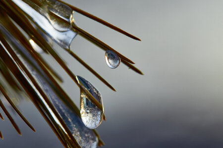 Dew Drops photo