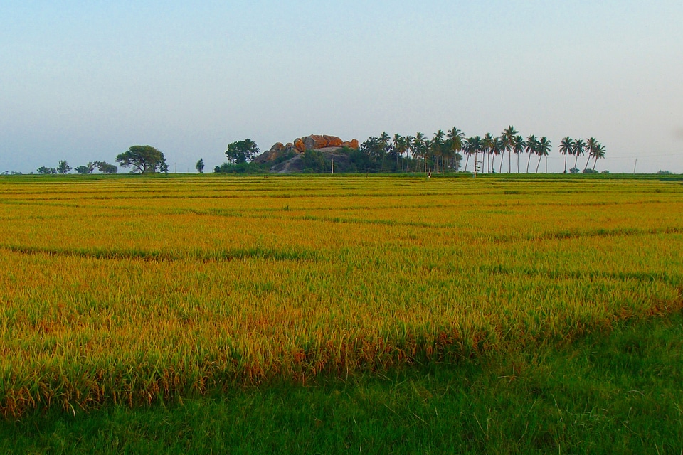 Harvest-ready tungabhadra plains raichur