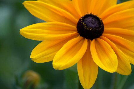 Yellow Flower photo