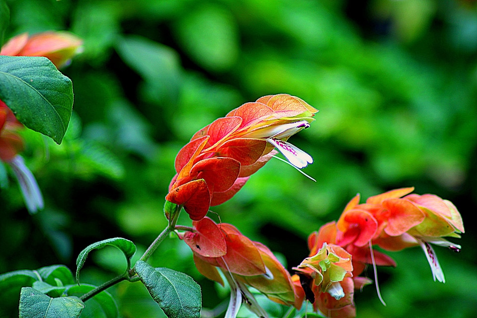 Floral plant natural