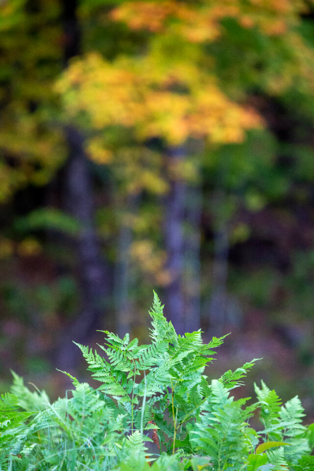 Ferns Green
