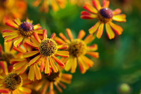 Orange Petals