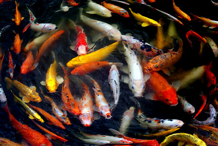 Koi Fish photo