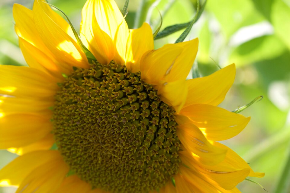 Sunflower Close Up photo