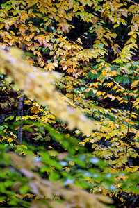 Autumn Leaves photo