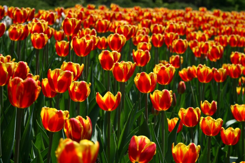 Tulips Background