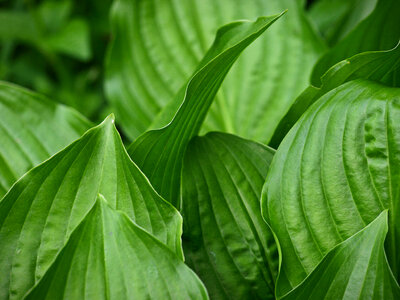 Plant Leaf