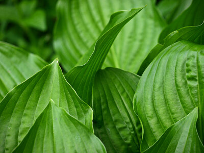 Plant Leaf photo