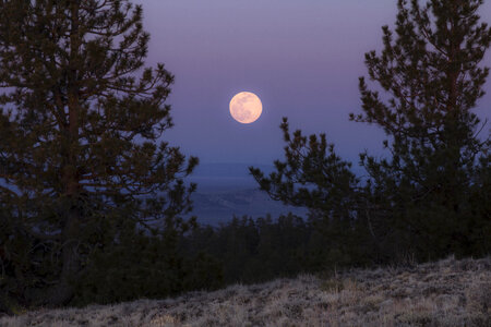 Moon Tree