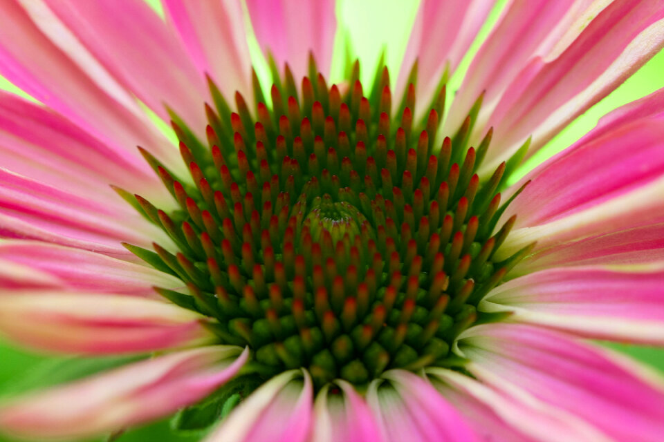 Flower Petals photo