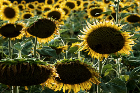 Sunflower Field photo