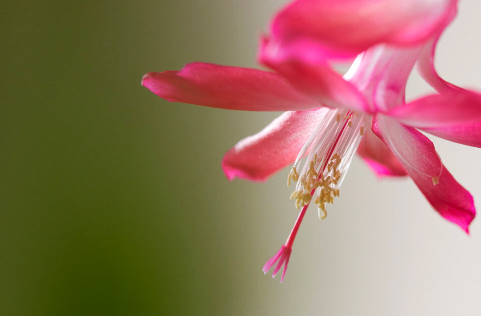 Flower Bloom photo