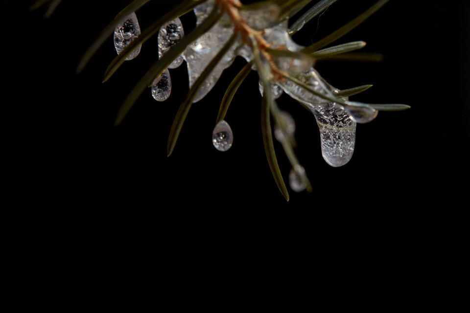 Frozen Tree photo