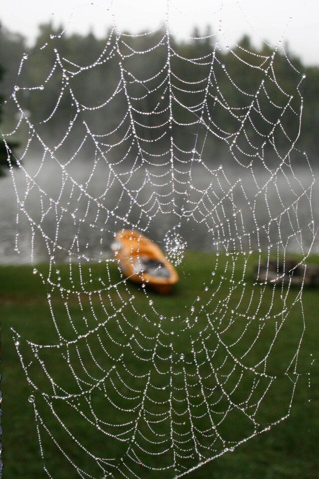 Spider Web
