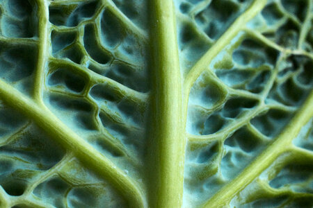 Cabbage Leaf photo