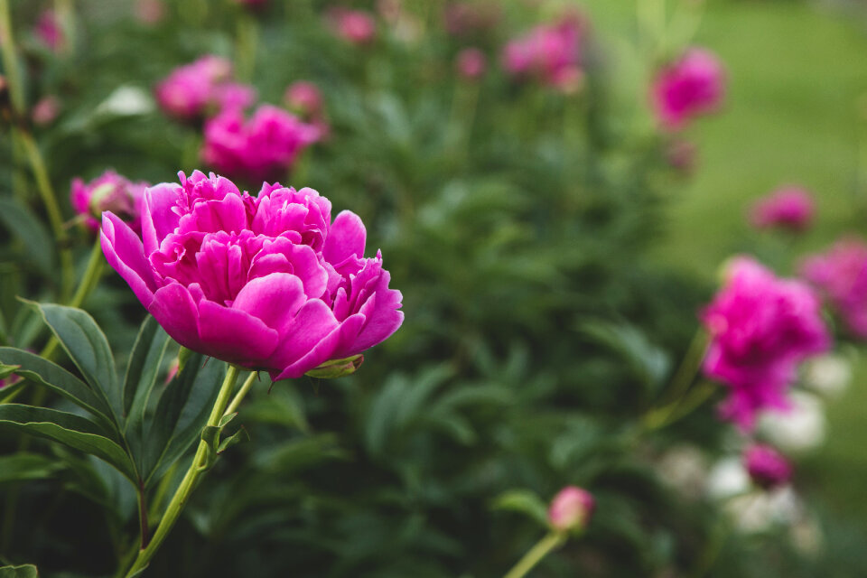 Pink Blossoms