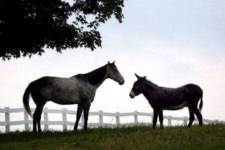 Horses Pasture photo
