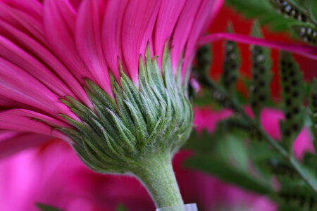 Pink Flower photo