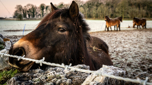 Horse Head photo