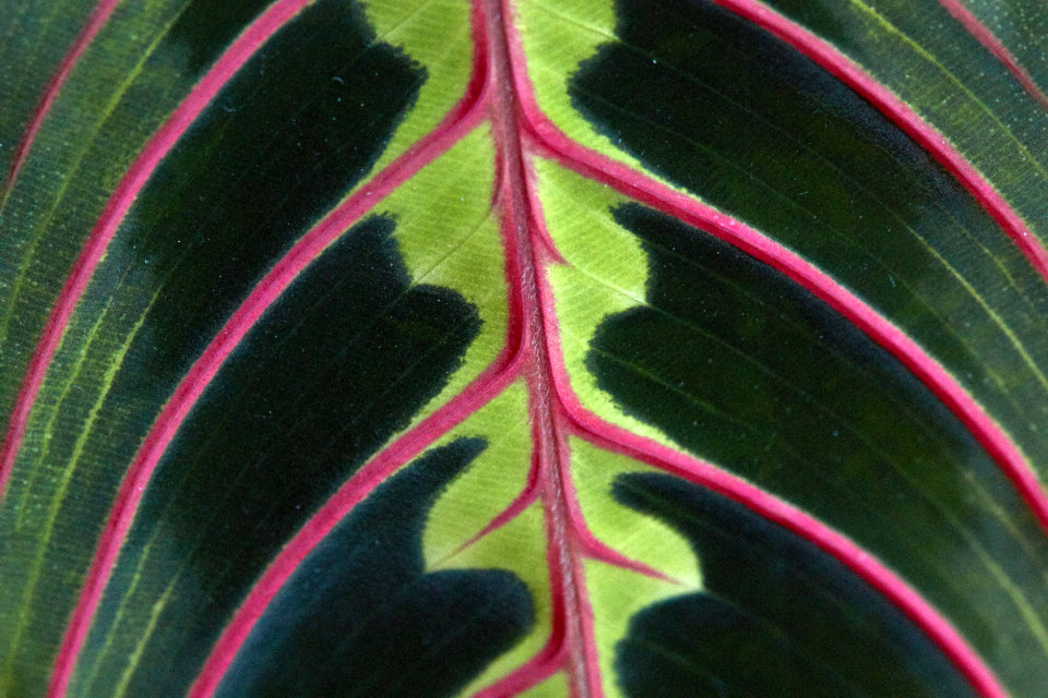 Macro Leaf photo