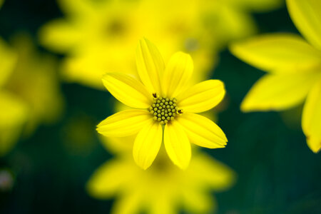 Yellow Flower