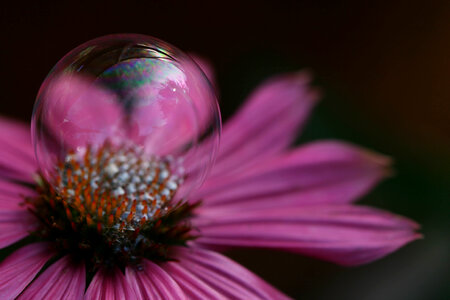 Pink Flower