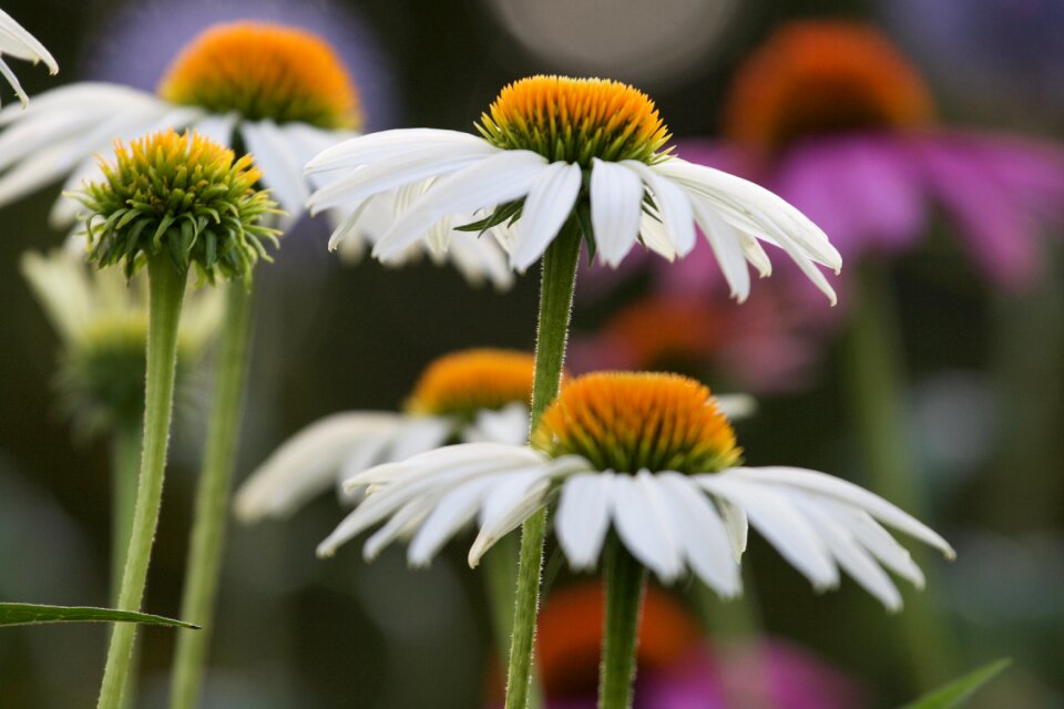 Daisies Nature photo