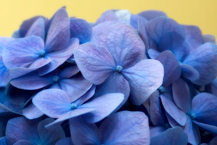 Blue Flowers