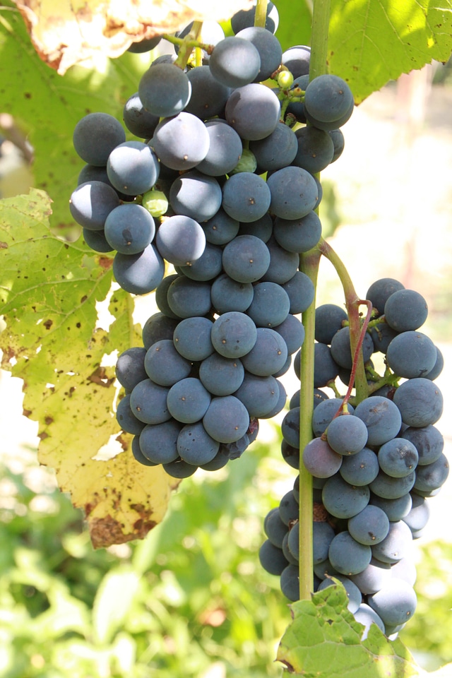 Fruit wine harvest
