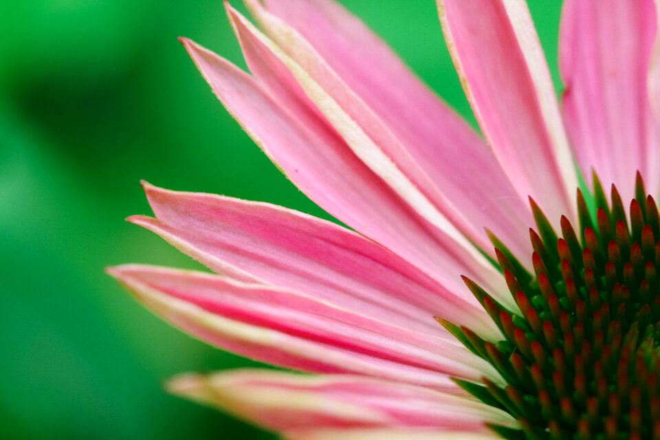 Flower Petals photo