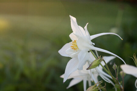 White Flower
