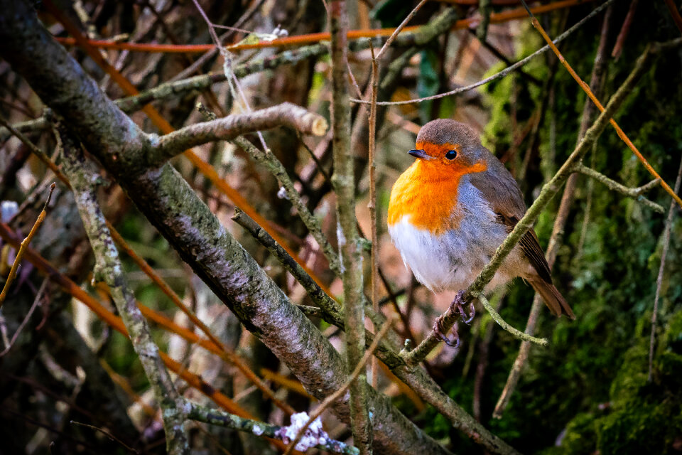 Bird Perched photo