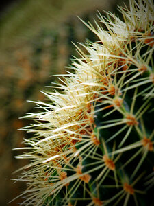 Cactus Plant photo