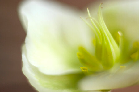 Abstract Flower