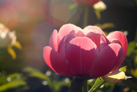 Pink Flower photo