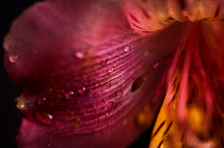 Flower Drops photo