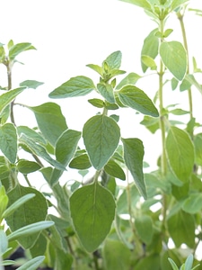 Culinary herbs origanum vulgare lamiaceae photo