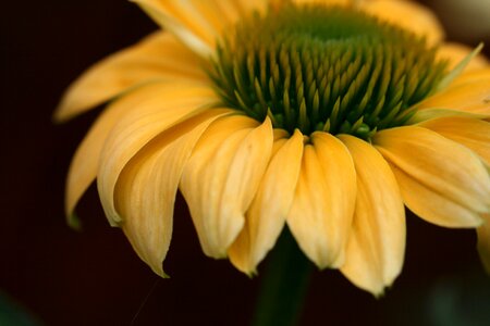 Yellow Flower